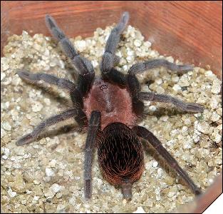 Aphonopelma anax  5 