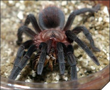 Aphonopelma anax  5 