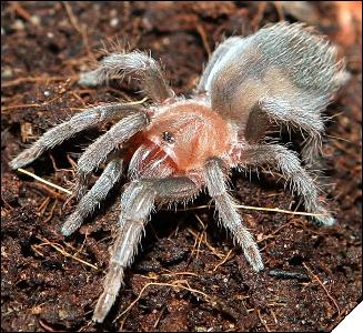 Aphonopelma crinirufum  7 