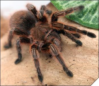 Grammostola rosea Red Color Form  