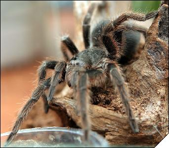 Grammostola alticeps  