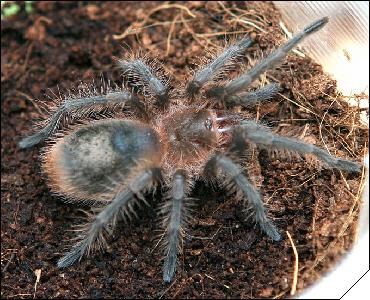 Grammostola grossa  4 