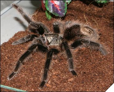 Grammostola grossa  7.