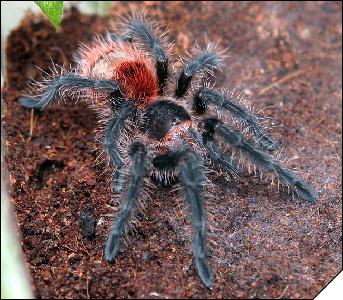 Grammostola iheringi  3 