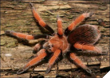 Aphonopelma bicoloratum  8- 