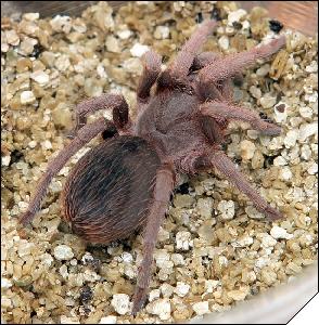 Acanthoscurria suina  7 