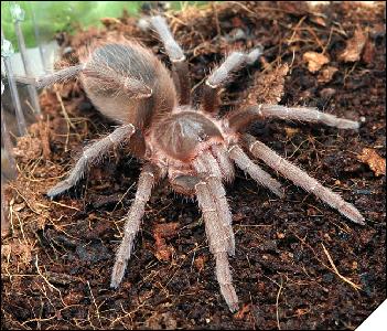 Acanthoscurria atrox  8 