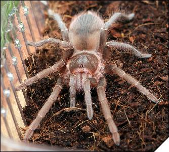 Acanthoscurria atrox  8 