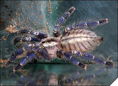 Poecilotheria metallica  7 