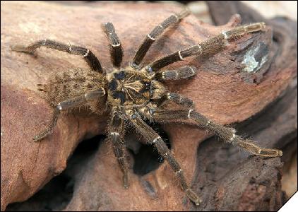 Pterinochilus chordatus  