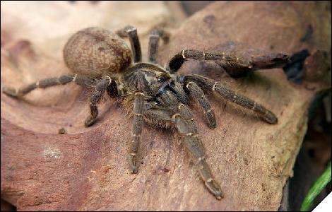 Pterinochilus chordatus  