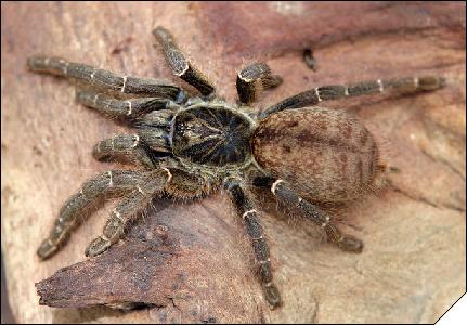 Pterinochilus chordatus  