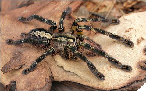 Poecilotheria ornata  