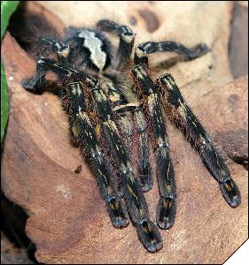 Poecilotheria ornata  