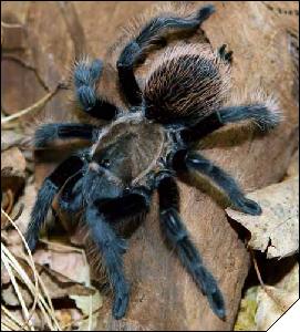 Brachypelma verdezi  6 