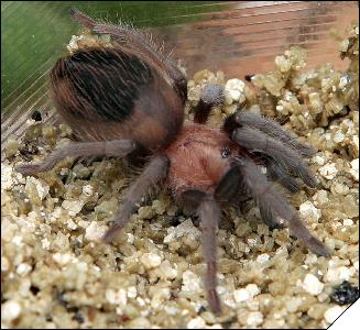 Brachypelma schroederi  6 