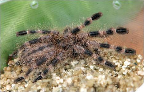 Poecilotheria miranda  4 