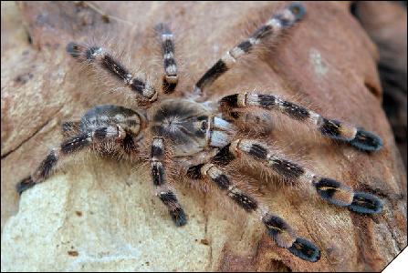 Poecilotheria subfusca  5