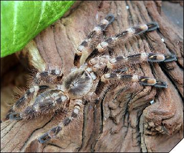 Poecilotheria subfusca  5