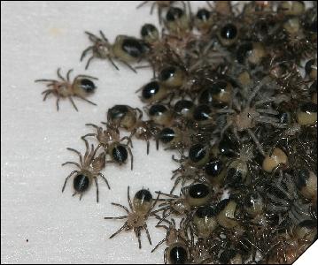 Aphonopelma caniceps