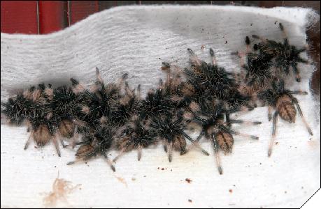Psalmopoeus cambridqei