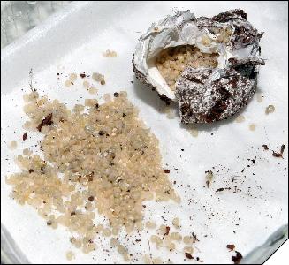 Brachypelma albopilosum