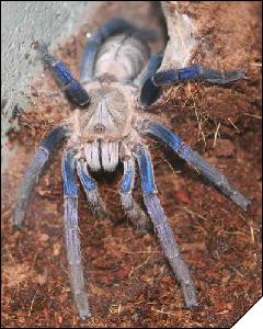 Haplopelma lividum  