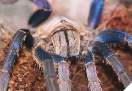 Haplopelma lividum  