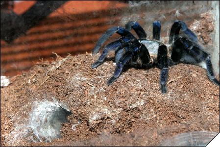  Haplopelma Lividum  