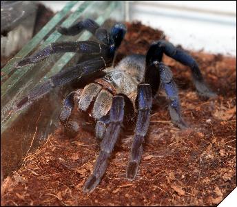  Haplopelma Lividum