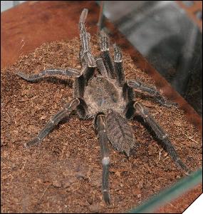  Haplopelma Lividum