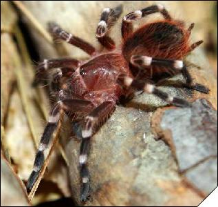 Acanthoscurria brocklehursti  