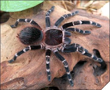 Acanthoscurria brocklehursti  6