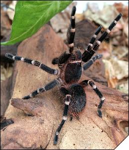 Acanthoscurria brocklehursti  6   