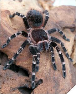 Acanthoscurria brocklehursti  6