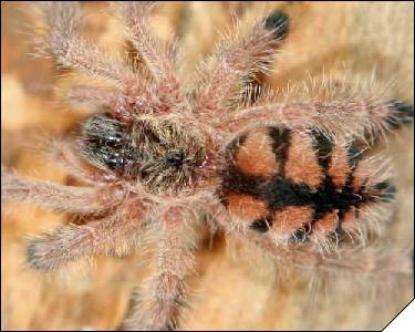 Avicularia minatrix  4- 