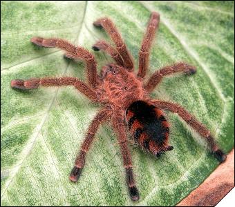 Avicularia minatrix  