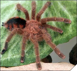 Avicularia minatrix  