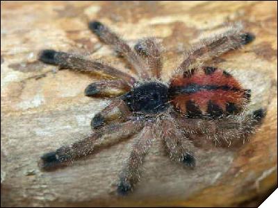 Avicularia metallica  5- 