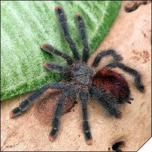 Avicularia metallica  