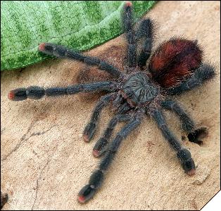 Avicularia metallica  