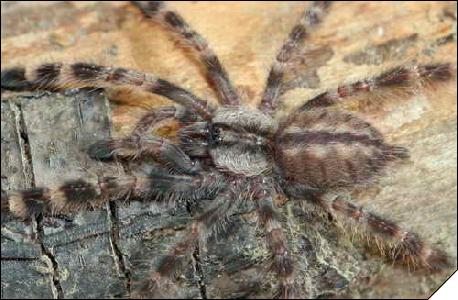 Poecilotheria regalis  4- 