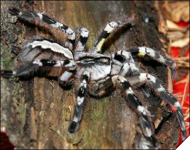 Poecilotheria regalis  