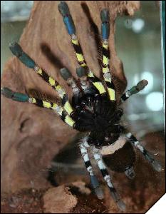 Poecilotheria regalis  