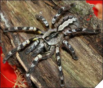 Poecilotheria regalis  