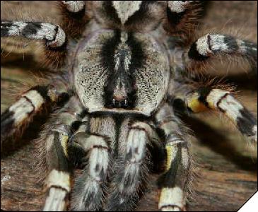 Poecilotheria regalis  