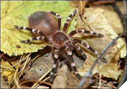 Acanthoscurria geniculata  