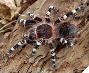 Acanthoscurria geniculata  5