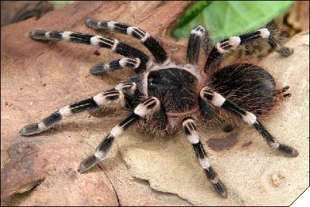 Acanthoscurria geniculata  6