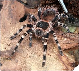 Acanthoscurria geniculata  6